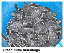 green turtle hatchlings
