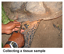 tissue sample collection